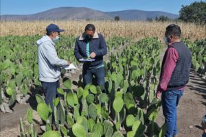 Realiza SDR supervisión de daños por aguanieve en Acatzingo