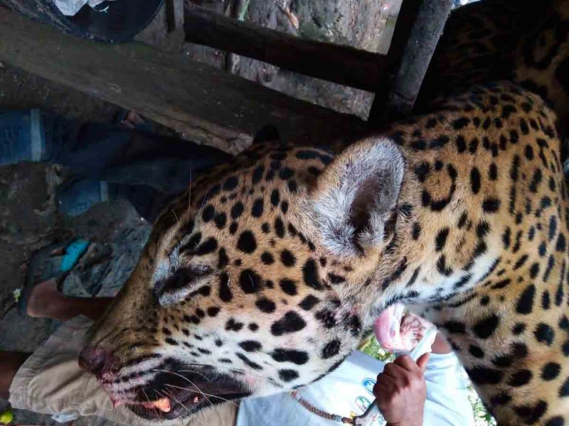 Un ejemplar de jaguar fue cazado y destazado, en el municipio de Palizada, Campeche