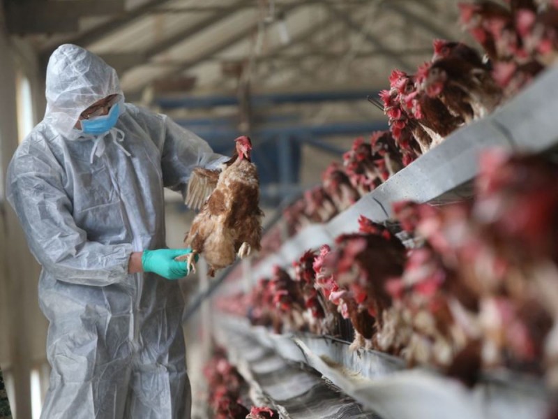 China detecta primer caso humano de gripe aviar H3N8
