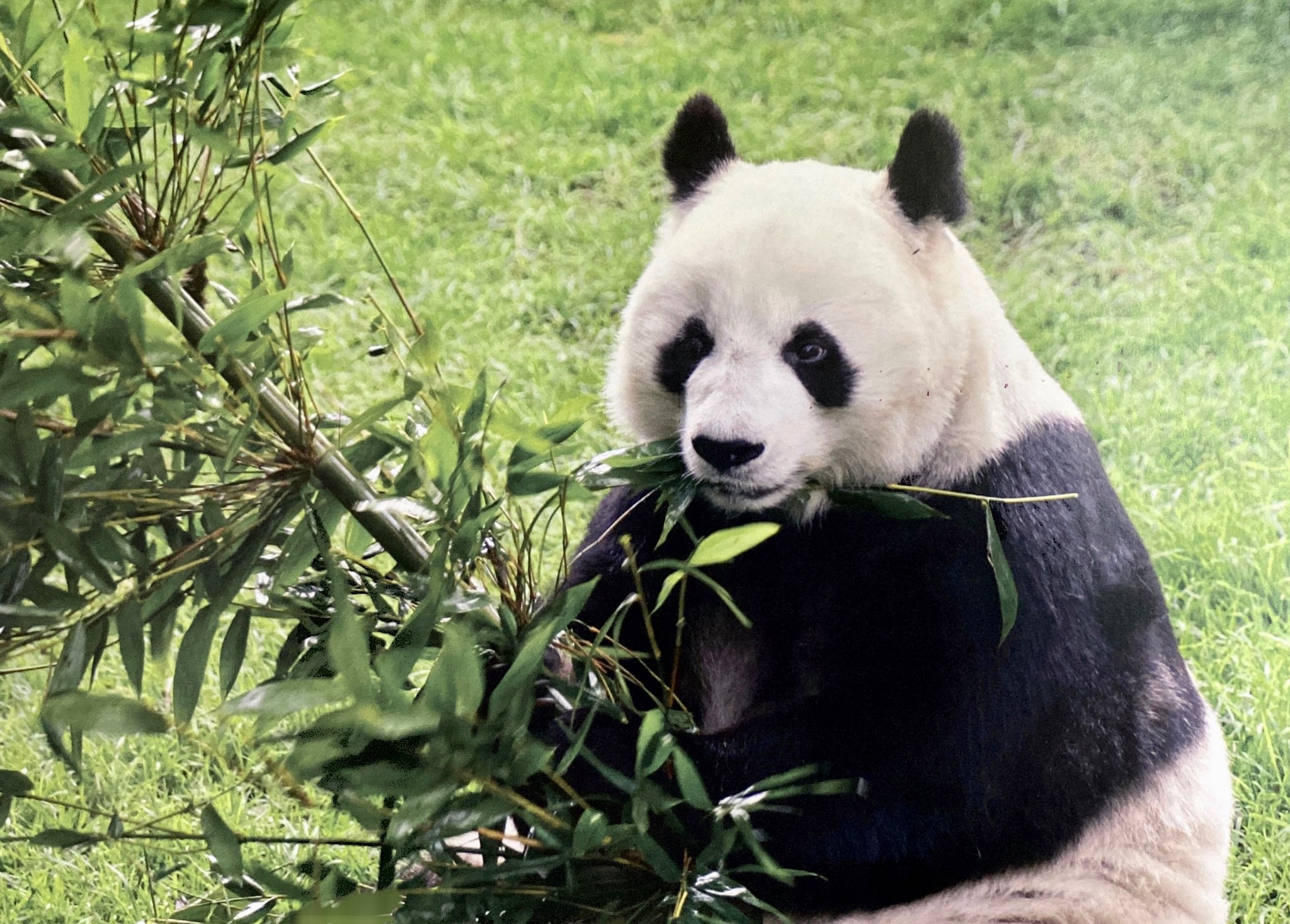 Shuan Shuan dice adiós, muere la panda más longeva en el Zoológico de Chapultepec