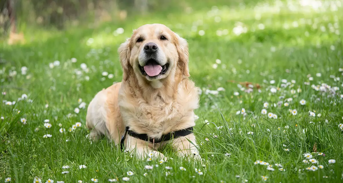 Día mundial del Perro, la celebración del mejor amigo del hombre.