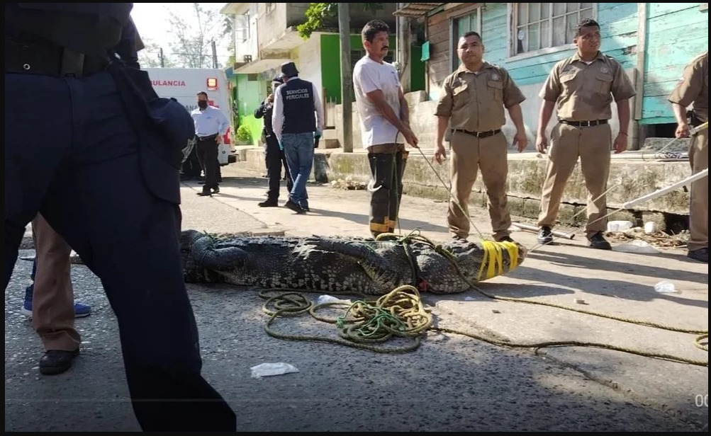 Muere hombre en Tampico tras ser atacado por un cocodrilo al nadar en una laguna
