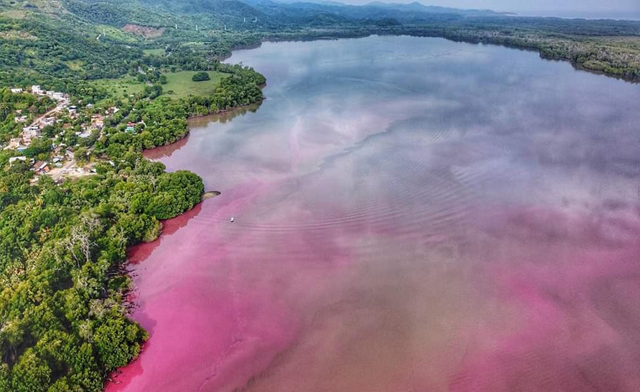 Lagunas en Oaxaca se tiñen de rosa, CEHCO pide a la población no alarmarse