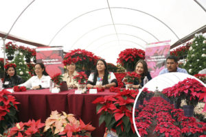 Desarrollo Rural incentiva la comercialización de nochebuena en temporada navideña.