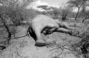 Una Sequía mata a más de 200 elefantes y otros animales en Kenia