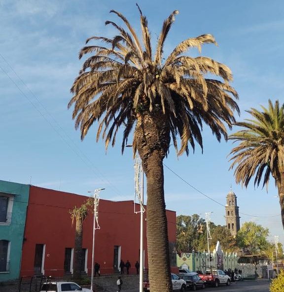 Especialistas determinan necesidad de retirar palmeras enfermas en el Alto