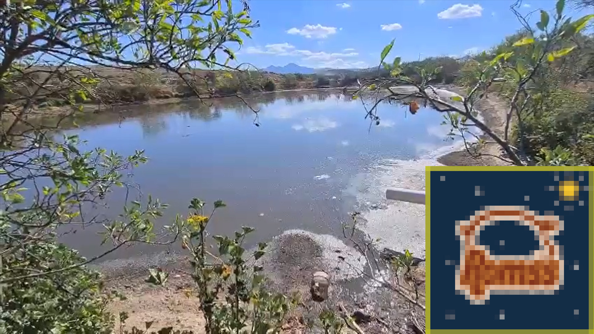 Granja porcícola poblana podría ser investiga por delitos contra el medio ambiente