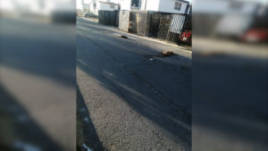 Más de 10 perros fueron envenenados en Paseos de Castillotla, Puebla