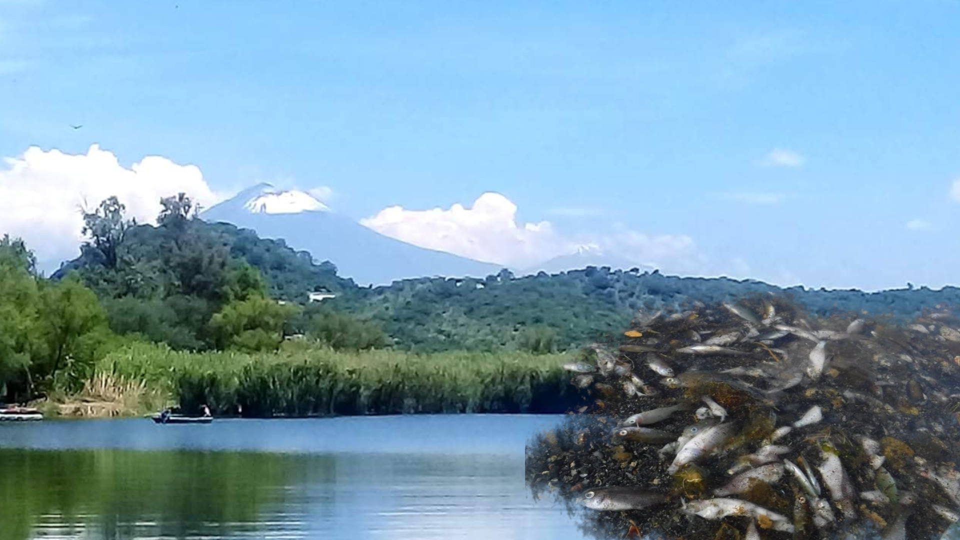 Vuelven a aparecer peces muertos en Laguna de Epatlán