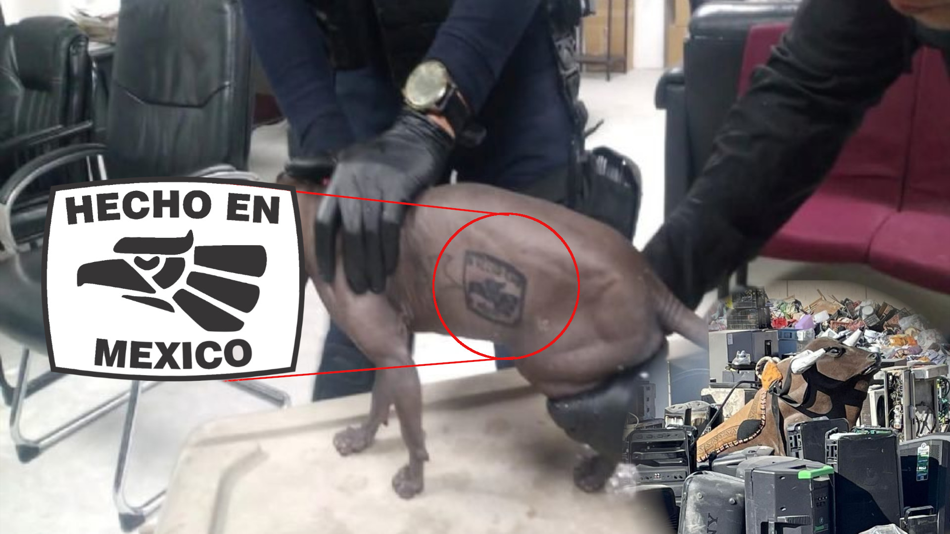 Desde un gato con tatuajes hasta un toro mecánico fueron hallados dentro del Cereso NO. 3 DE Chihuahua