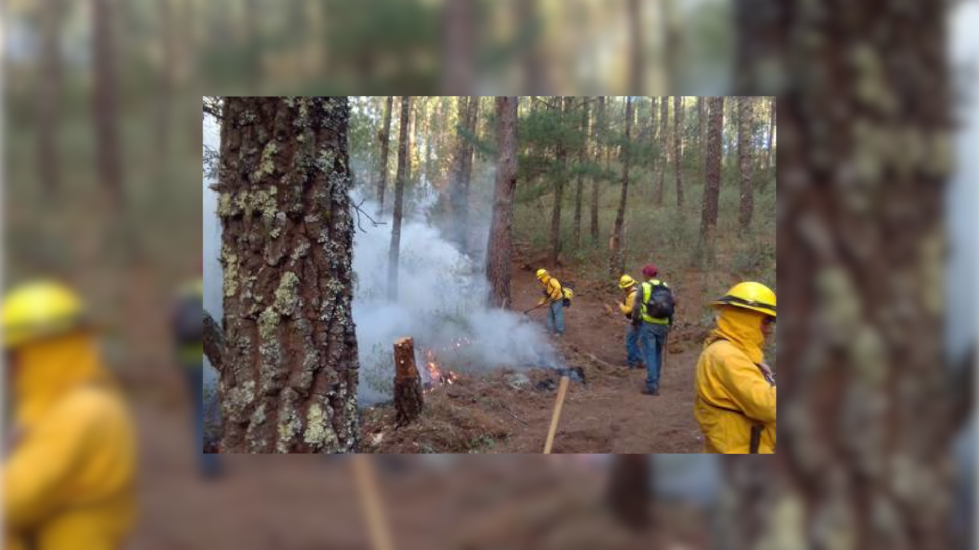 Puebla lucha contra los incendios forestales: ya van 113 en lo que va del año