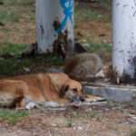 Bienestar animal de Atlixco te invita a cuidar a tus mascotas durante esta temporada de calor