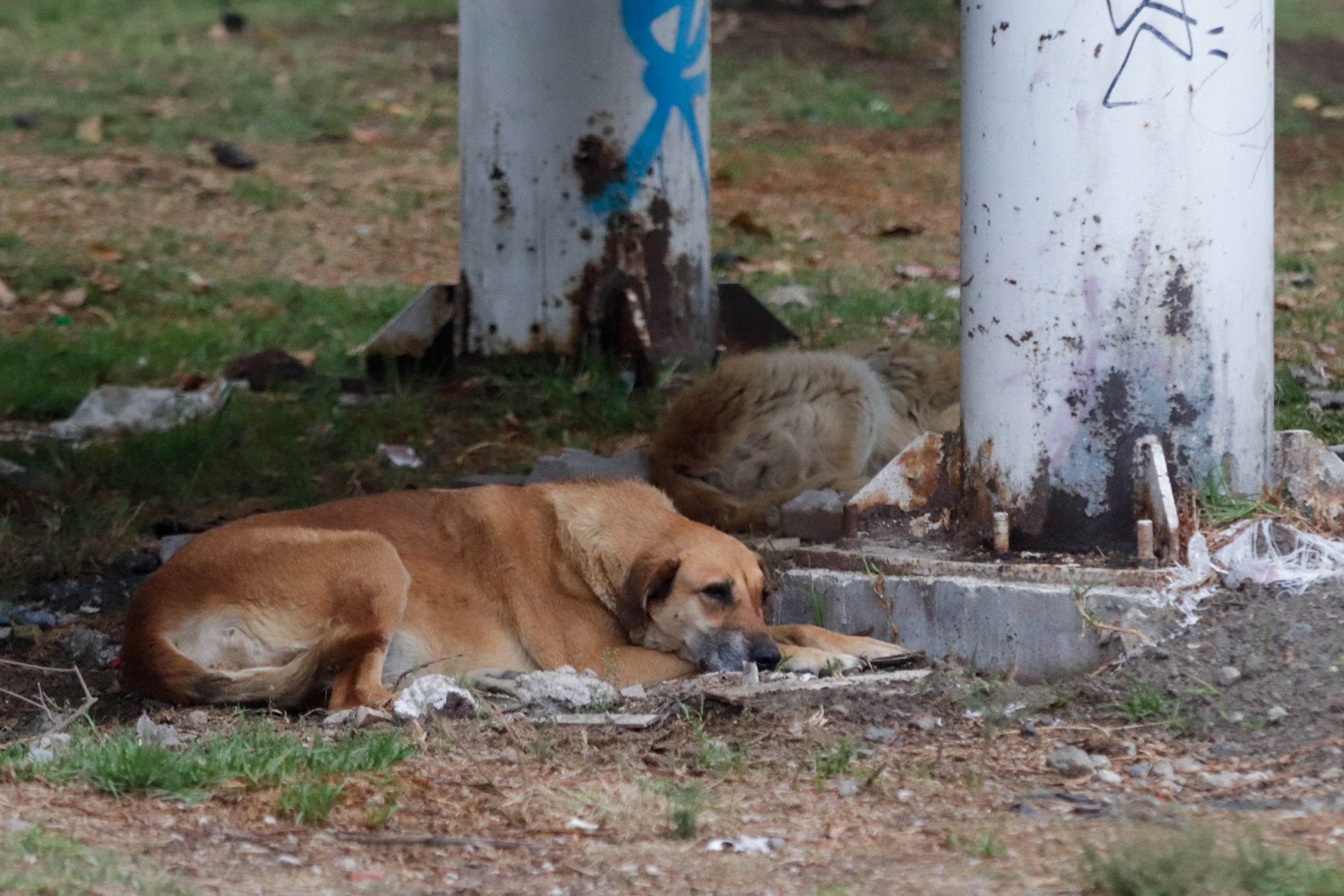 Se reporta impactante caso de maltrato animal en San Pablo Xochimehuacan