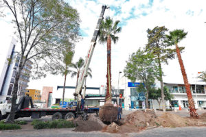 ¡Aire fresco para la ciudad! Puebla se compromete a plantar 10 mil árboles con el programa “Aire Joven