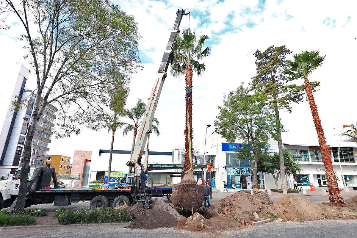 ¡Aire fresco para la ciudad! Puebla se compromete a plantar 10 mil árboles con el programa “Aire Joven