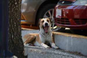 27 de julio: Día Internacional del Perro Callejero, una fecha para la conciencia y el apoyo a nuestros leales amigos sin hogar