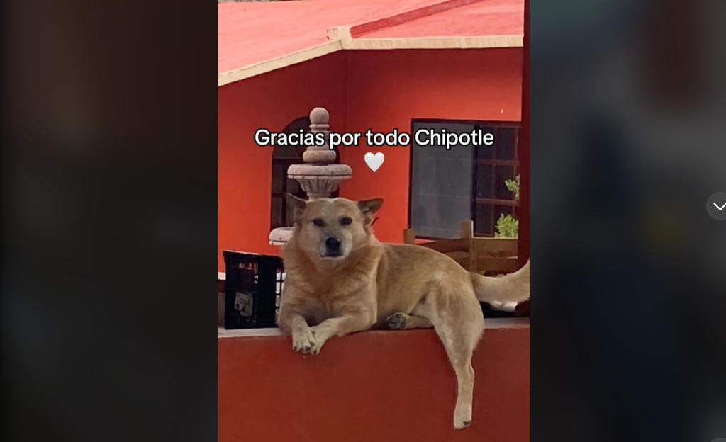 Con lágrimas y amor, se despide de su perrito en una conmovedora videollamada antes de su partida