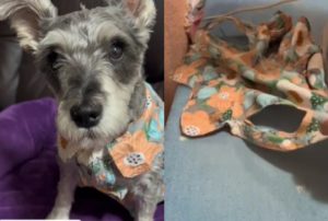 Viral: Conmovedora muestra de amor de un hombre al planchar los vestidos de su perrita