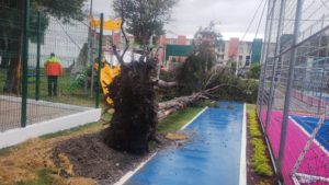 Frente frío fue el causante de la caída de árbol en el parque de Las Hadas: Protección Civil