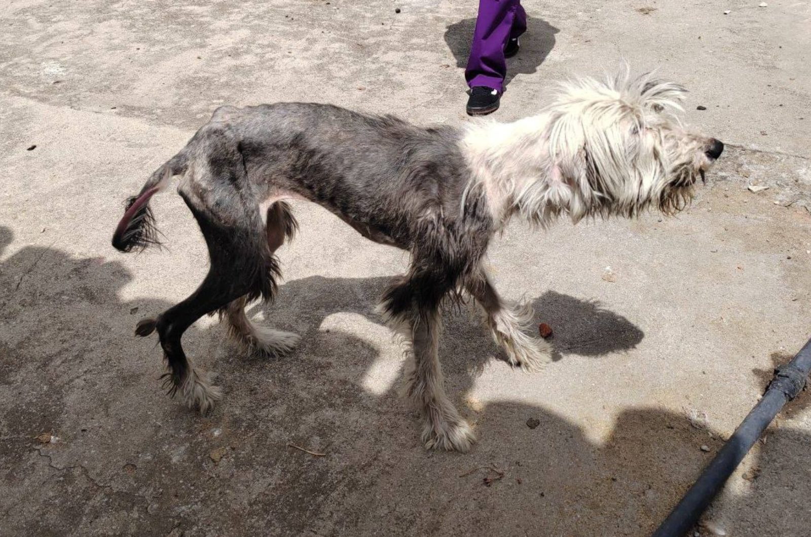 Rescatan a perrita que sufría maltrato en Cuautlancingo