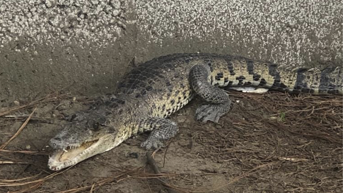 Padres de familia encuentran un cocodrilo cerca de un jardín de niños en Chachapa