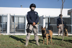 Más de 500 kilos de estupefacientes han sido detectados por elementos caninos durante operativos