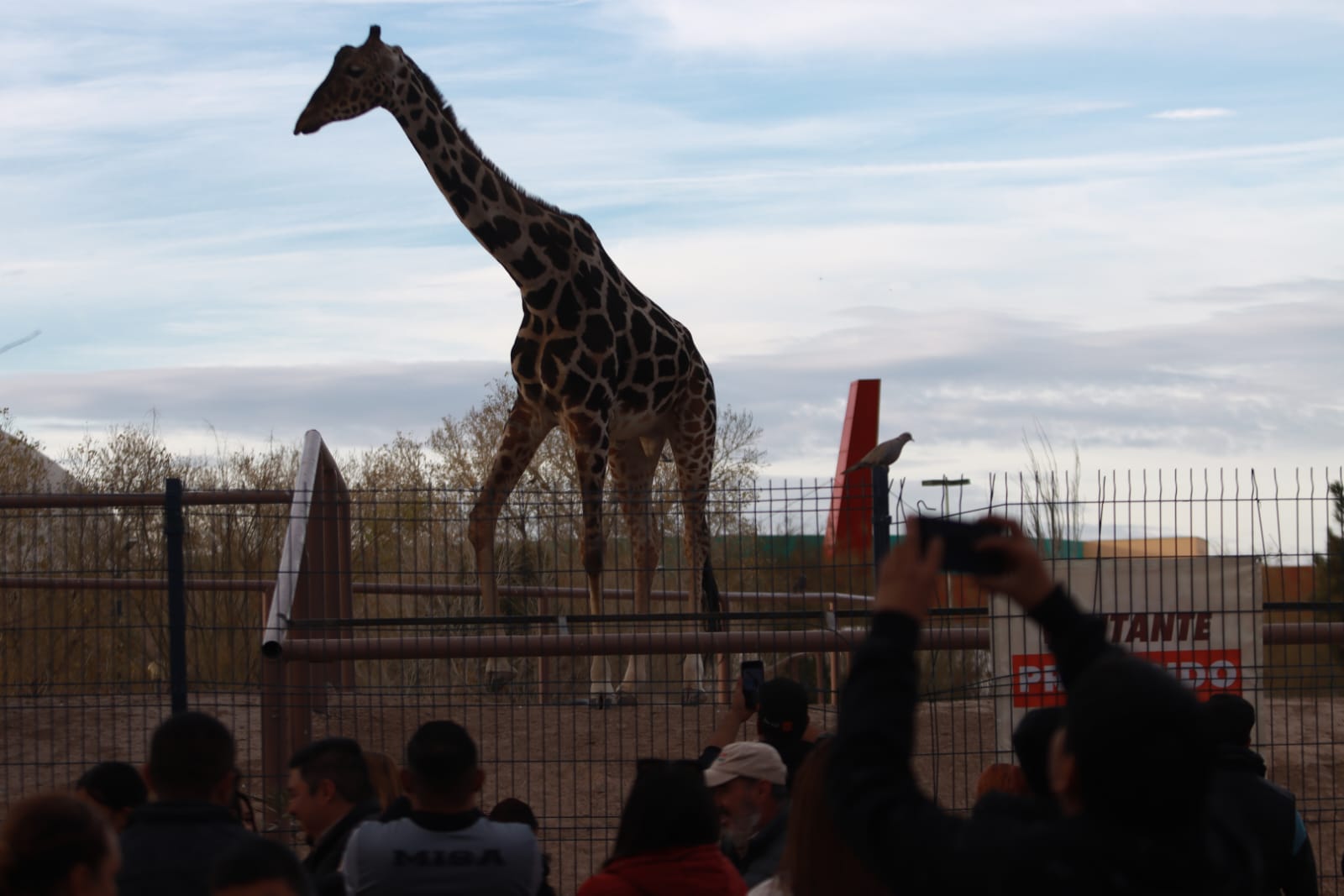 Jirafa Benito ya se encuentra en marcha hacia su nuevo hogar en Africam Safari