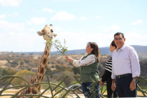 Benito ya se encuentra en su nuevo hogar donde convivirá con siete ejemplares más de su especie