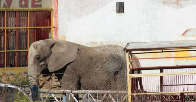 Autoridades rescatan a elefante Annie quien se encontraba sufriendo maltrato animal en Jalisco