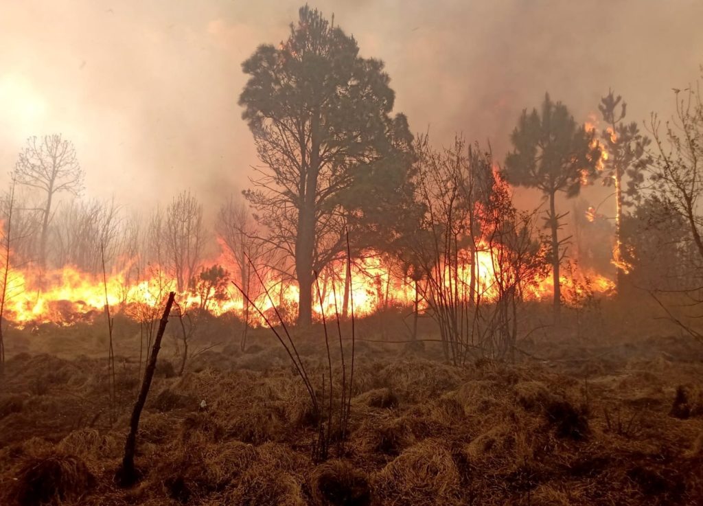Los 320 incendios forestales del 2024 y la probable responsabilidad de inmobiliarias y particulares
