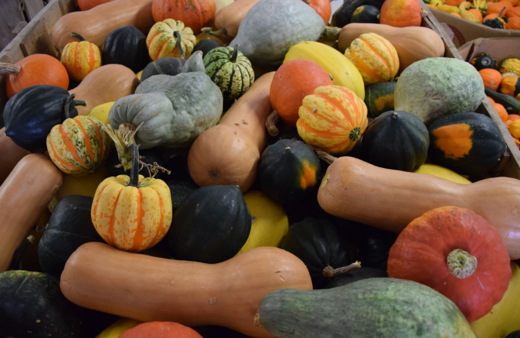 Festival Foods Pumpkin Blowout 2022 - October Festival 2022