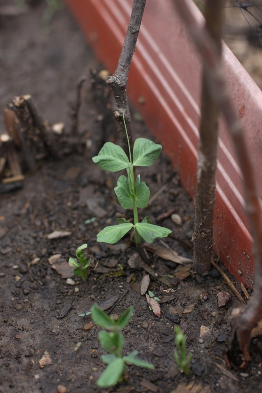 growing and edible garden