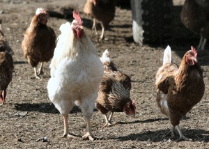 pastured chickens and eggs