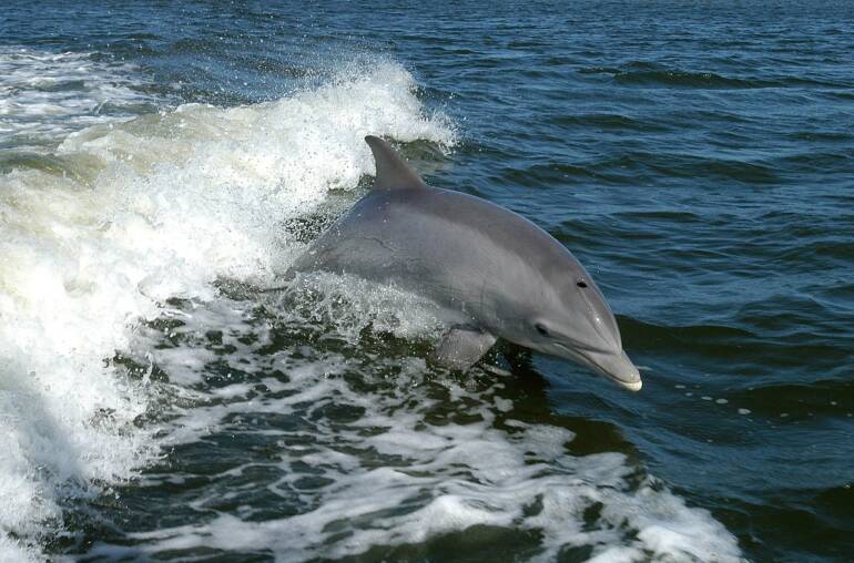 Pozorování delfínů Mauricius