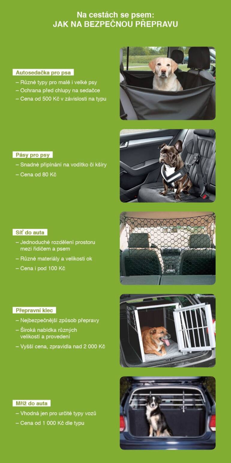 Jak bezpečně převážet psa v autě