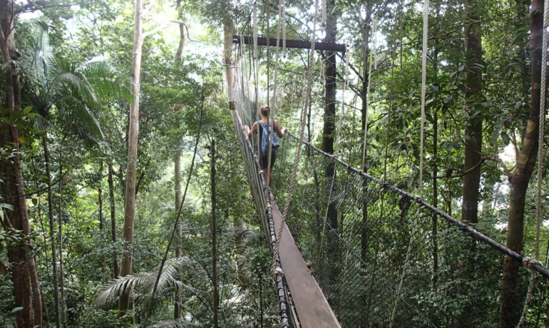 Canopy Walkway