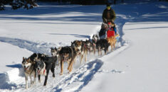 Netradiční zimní zážitek? Naučte se řídit psí spřežení!