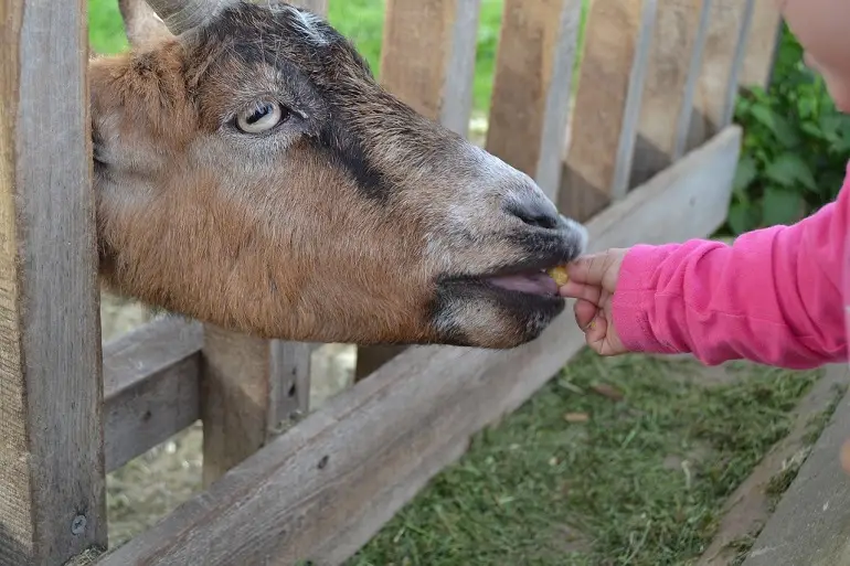 Některé zoo umožňují zvířata nakrmit i pohladit