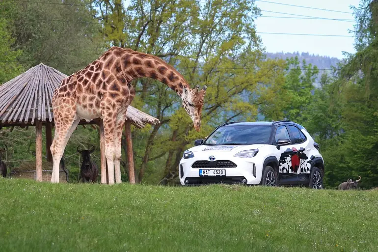 Africké safari v Zoo Dvůr Králové nad Labem