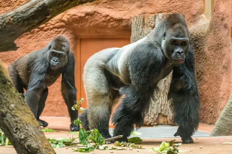 Pražská zoo je známá chovem goril