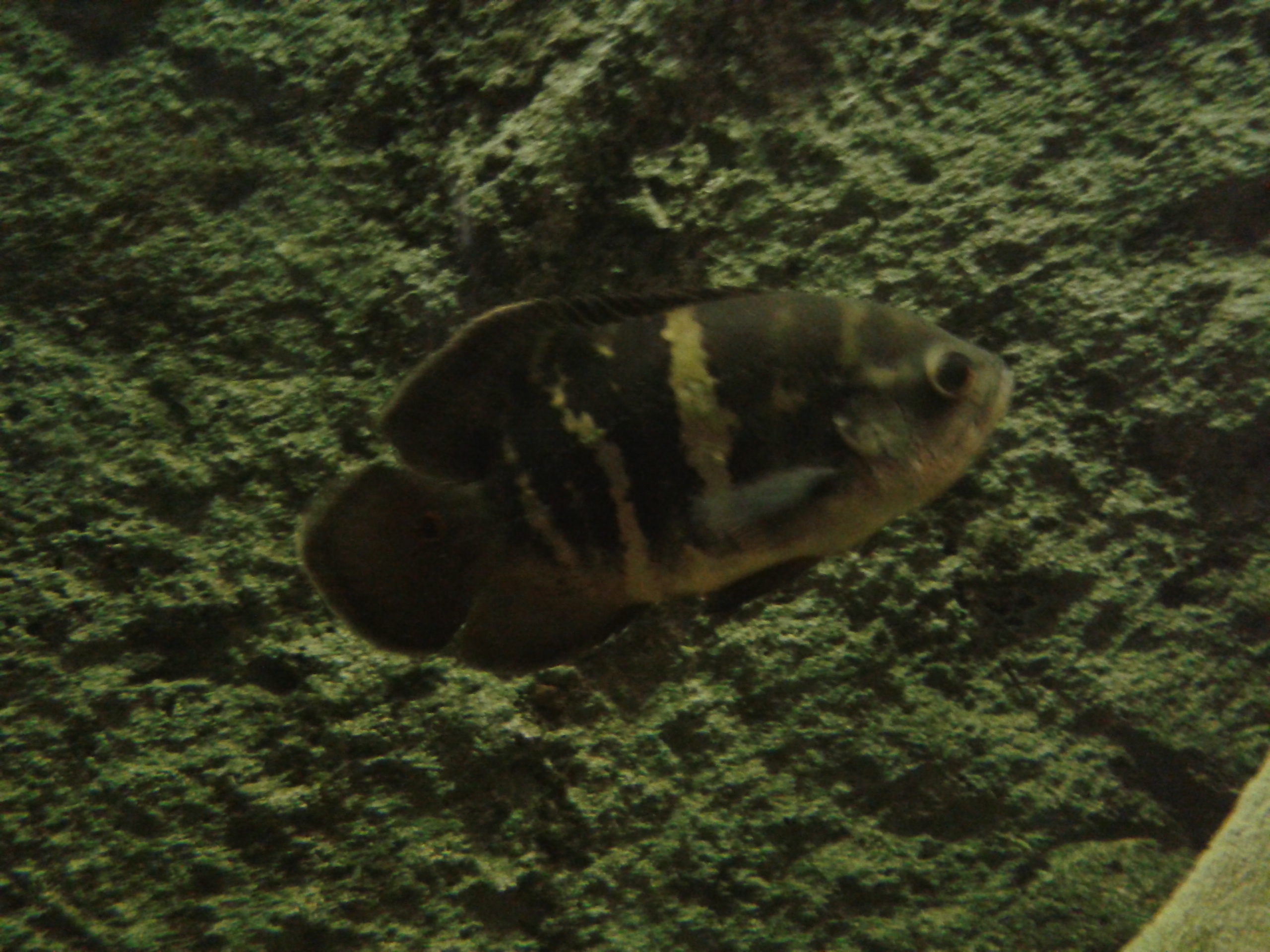 Acará-pirarucu (Astronotus ocellatus) - Foto de Jaime Carvalho Conhecido pelos ribeirinhos de acará açu, apaiari e no rio trocará, afluente do rio Tocantins, o povo Asuriní do Trocará, TI Trocará chama essa espécie de akará - acará pirarucu.