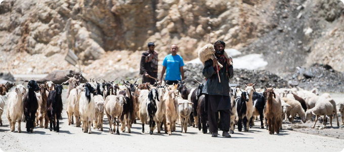 Everything you need to know about Qurbani Everything you need to know about Qurbani