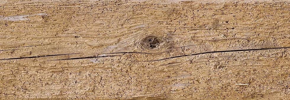 woodworm