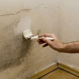 painting over mould - damp wall