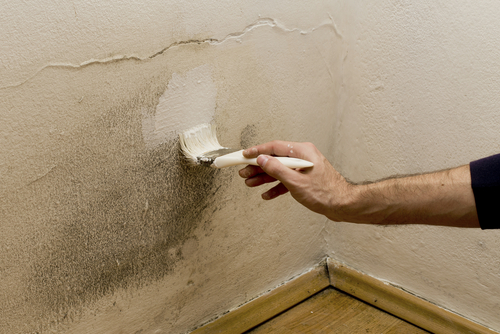 painting over mould - damp wall