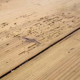 woodworm signs in timber