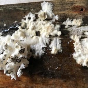 mine-fungus