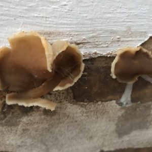 peziza-fungus