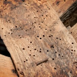 woodworm in timber