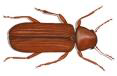 Common Furniture Beetle